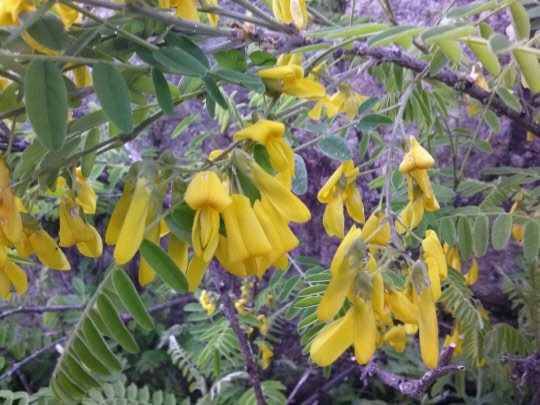 한국기초과학지원연구원은 개느삼 뿌리 추출물이 세포와 동물실험에서 항염증 효과가 있다는 사실을 규명했다.  기초지원연 제공